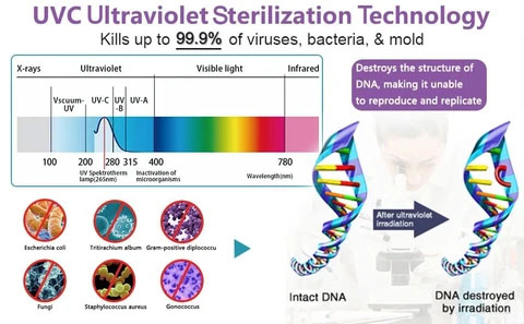 An illustration showing how UV-C sterilization works — Ultraviolet disenfecting near Tallahassee